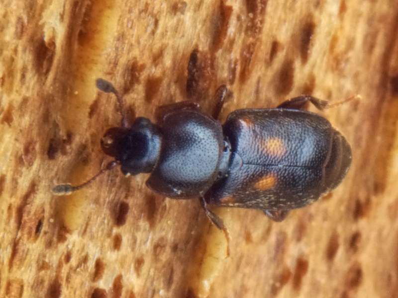 Carpophilus sexpustulatus (Fabricius, 1791)